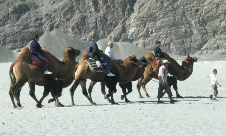 Camel Safari in Hunder