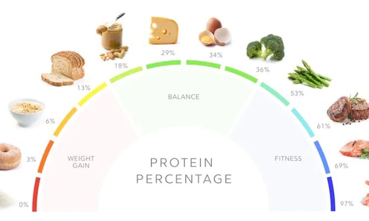 Start taking a high-protein diet