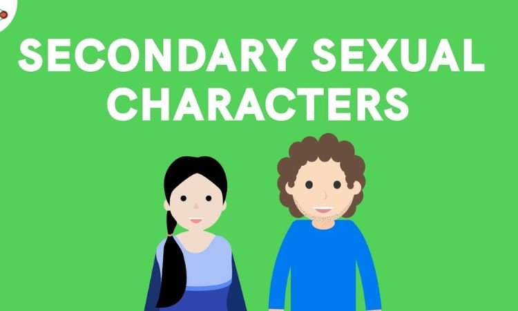 Development of Secondary Sexual Characteristics 