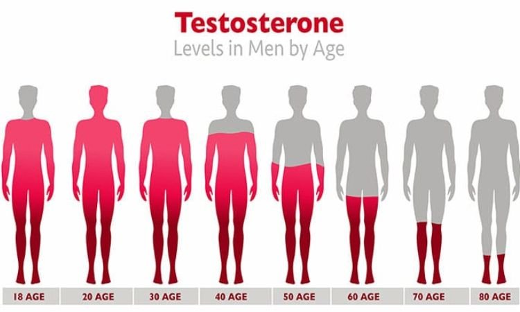 Testosterone Levels in Males