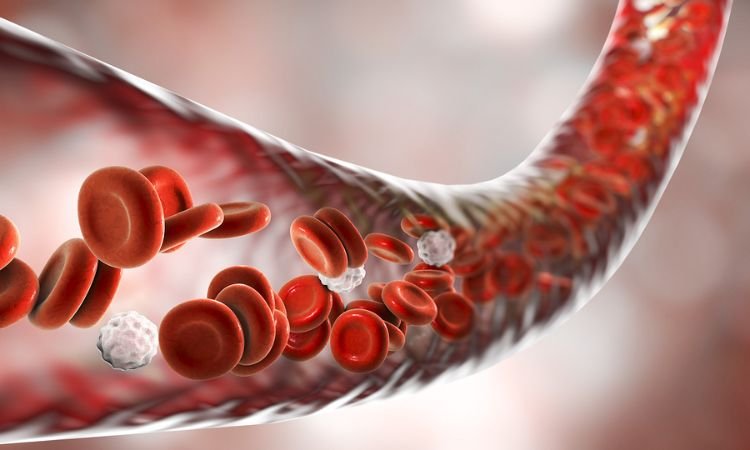 Testosterone and Red Blood Cell Production